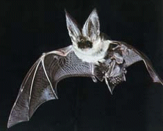Chauve-Souris
