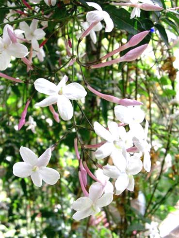 Jasmin