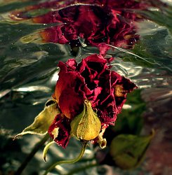 Rosenrot de Rammstein
